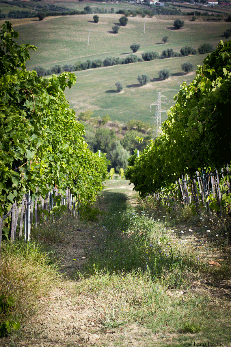 La vendemmia in Abruzzo 01