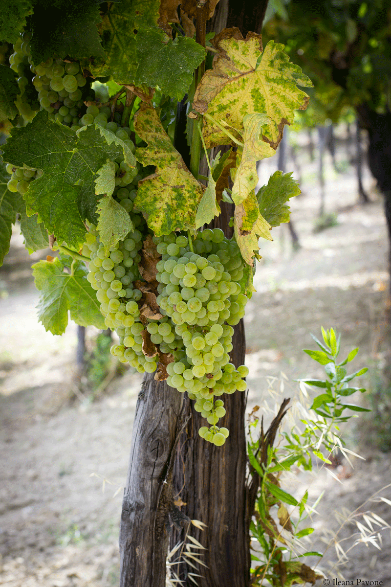 La vendemmia in Abruzzo 02