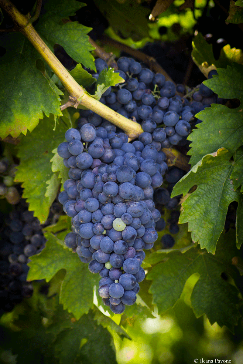 La vendemmia in Abruzzo 03