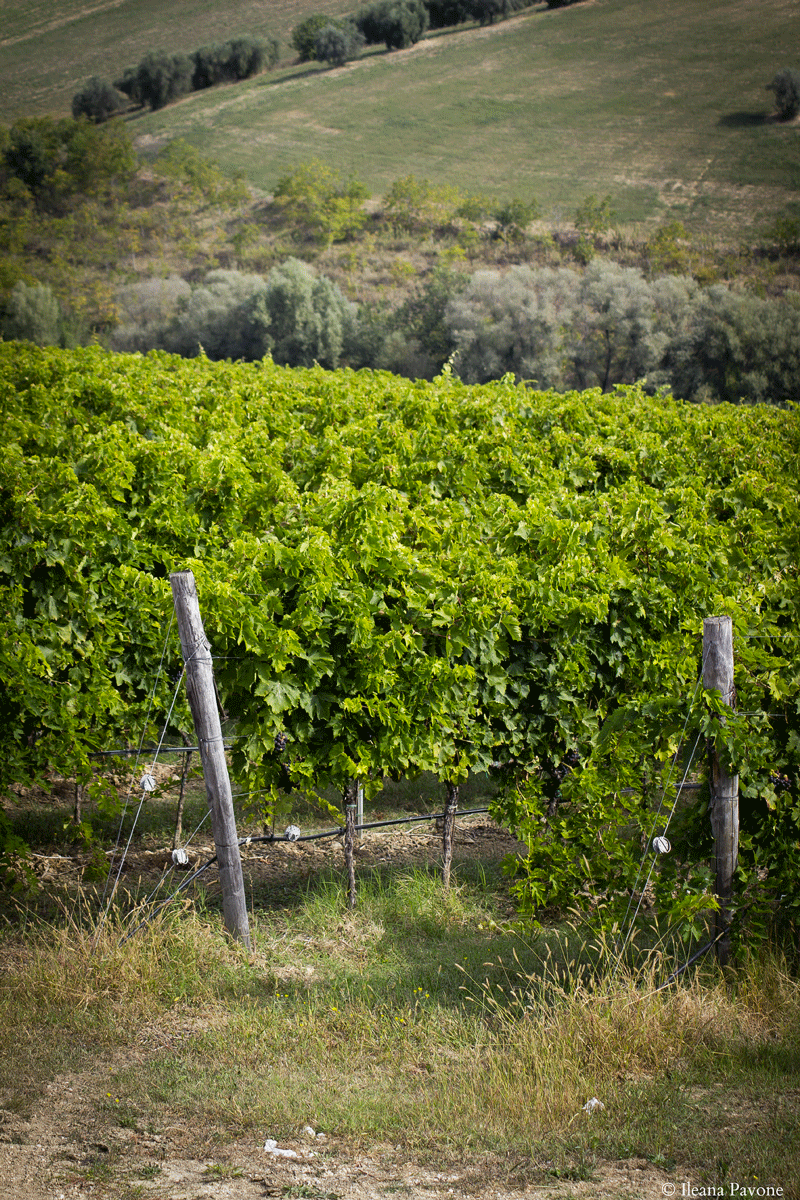 La vendemmia in Abruzzo 04