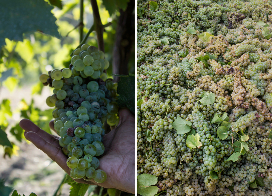 Uva Trebbiano Abruzzo