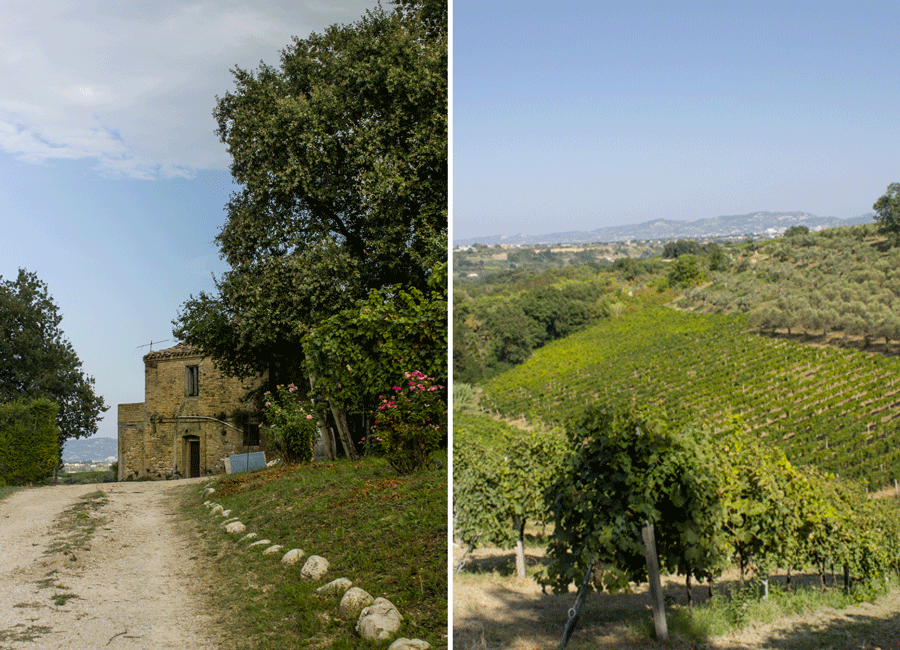 Vigna di Edoardo Speranza02