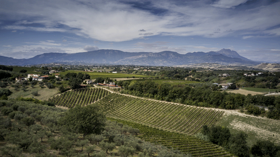 Vigna e colline di Rosciano