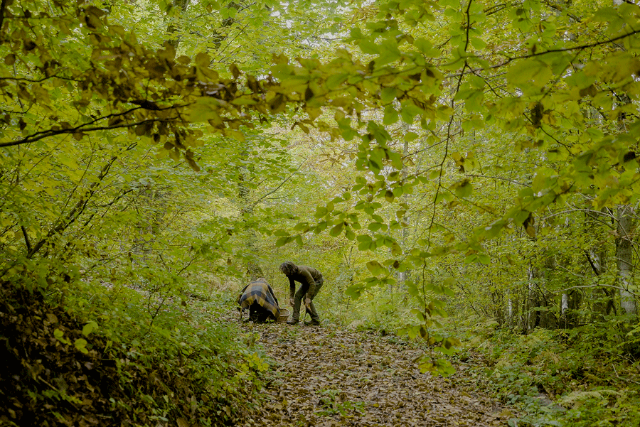 Bosco di castagne Abruzzo