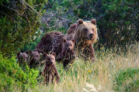 Orso bruno marsicano e 4 cuccioli ph Luigi Felice courtesy Salviamo lOrso 01NEW 1080x714 1