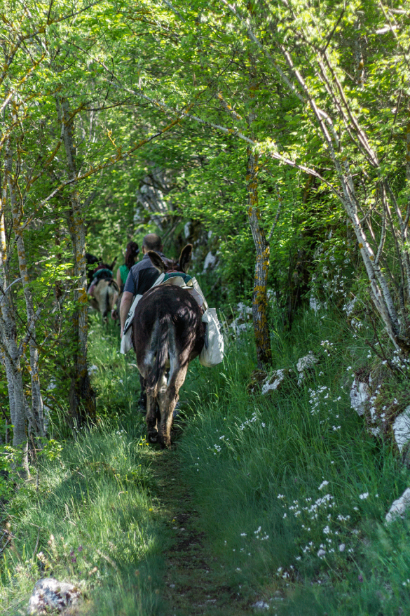 trekking con gli asini02