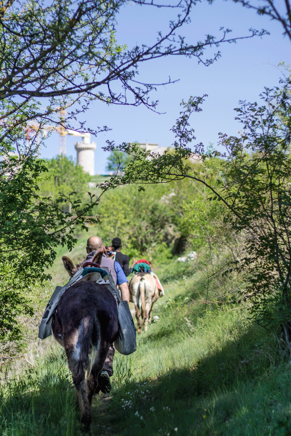 trekking con gli asini03