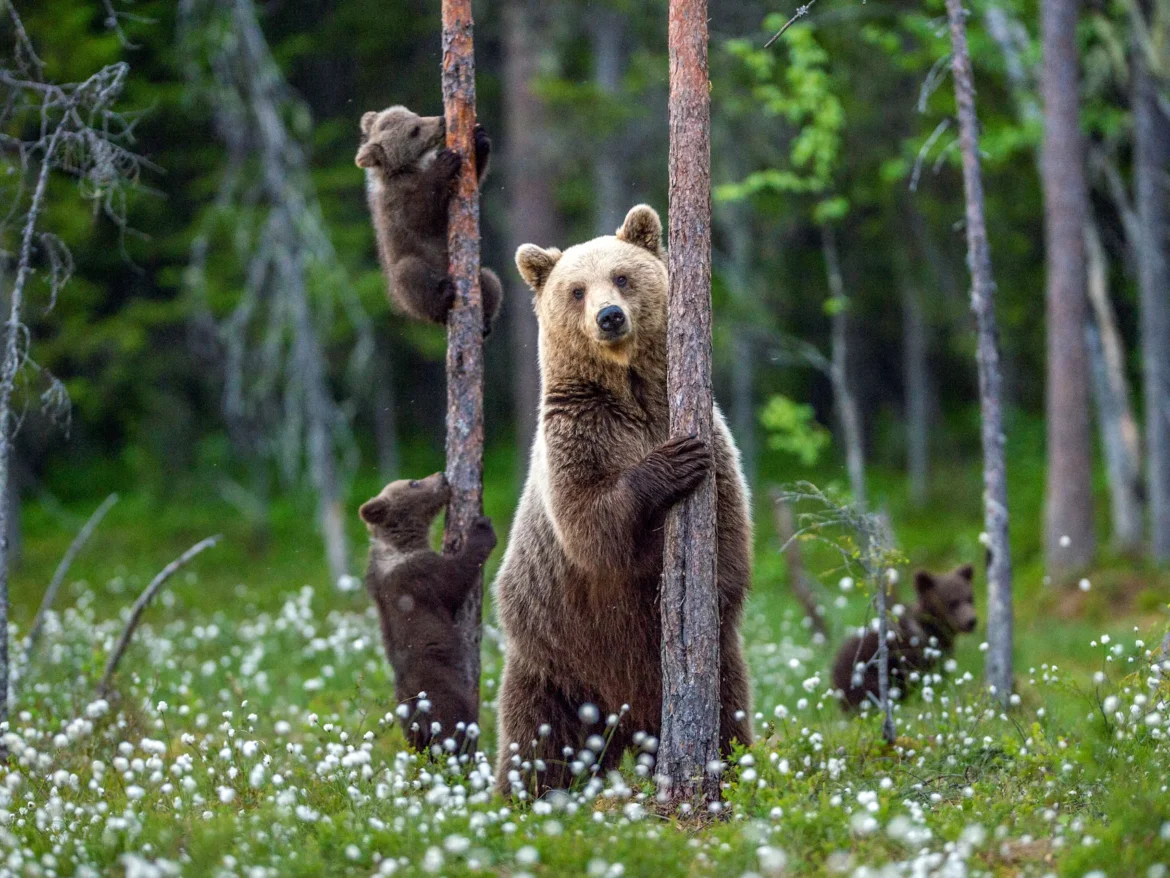 orso bruno marsicano abruzzo