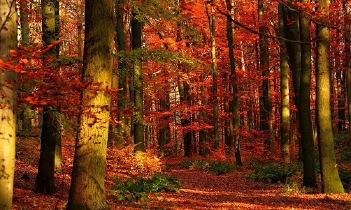 foliage Abruzzo