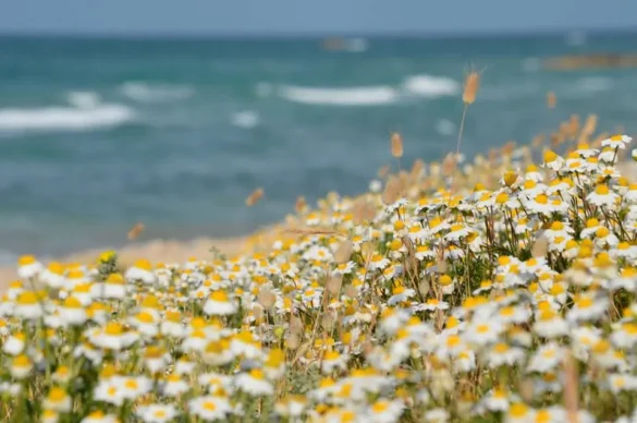 Gabriele Cocchino Casalbordino tra mare natura e trabocchi.jpg