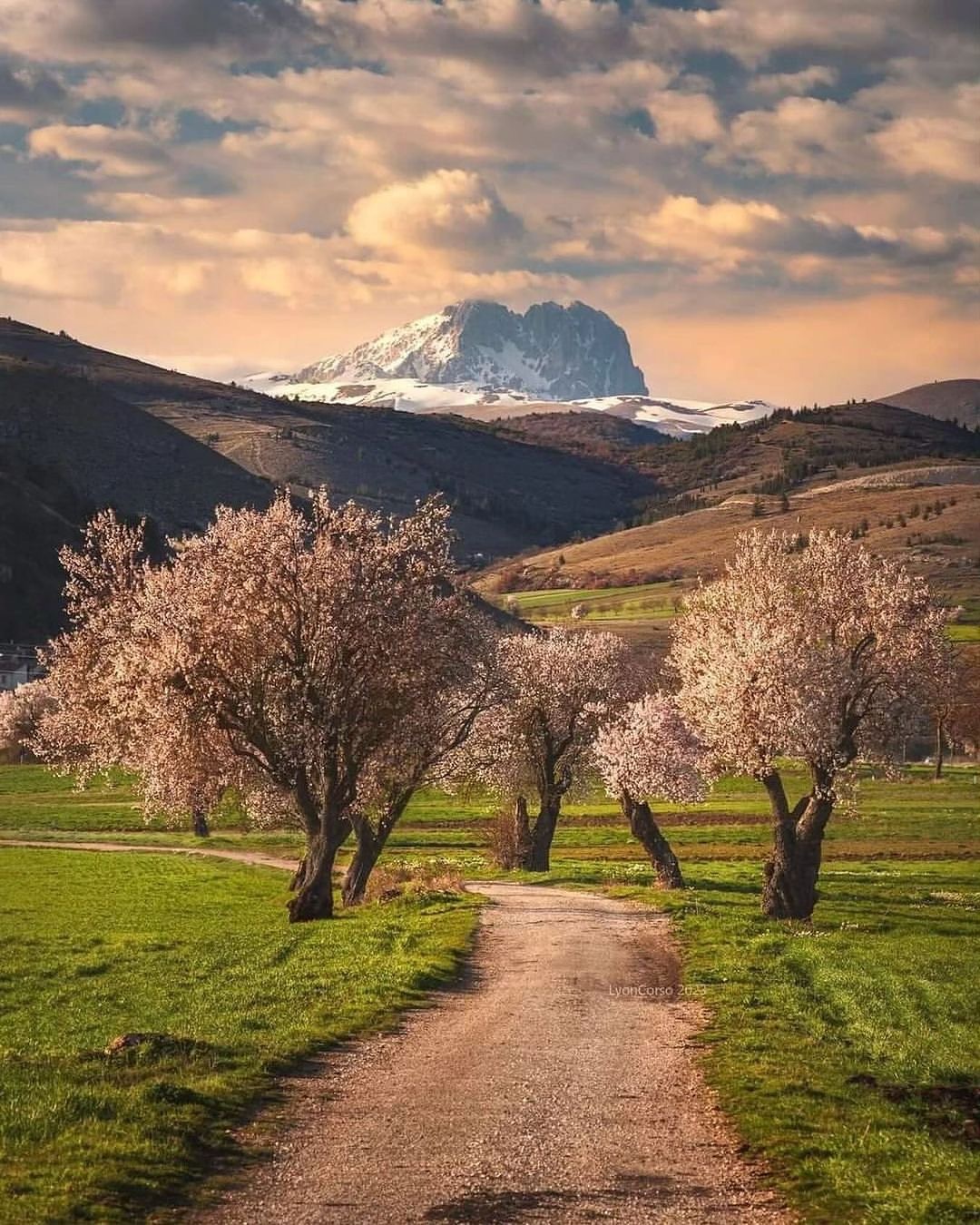 mandorli in fiore Abruzzo