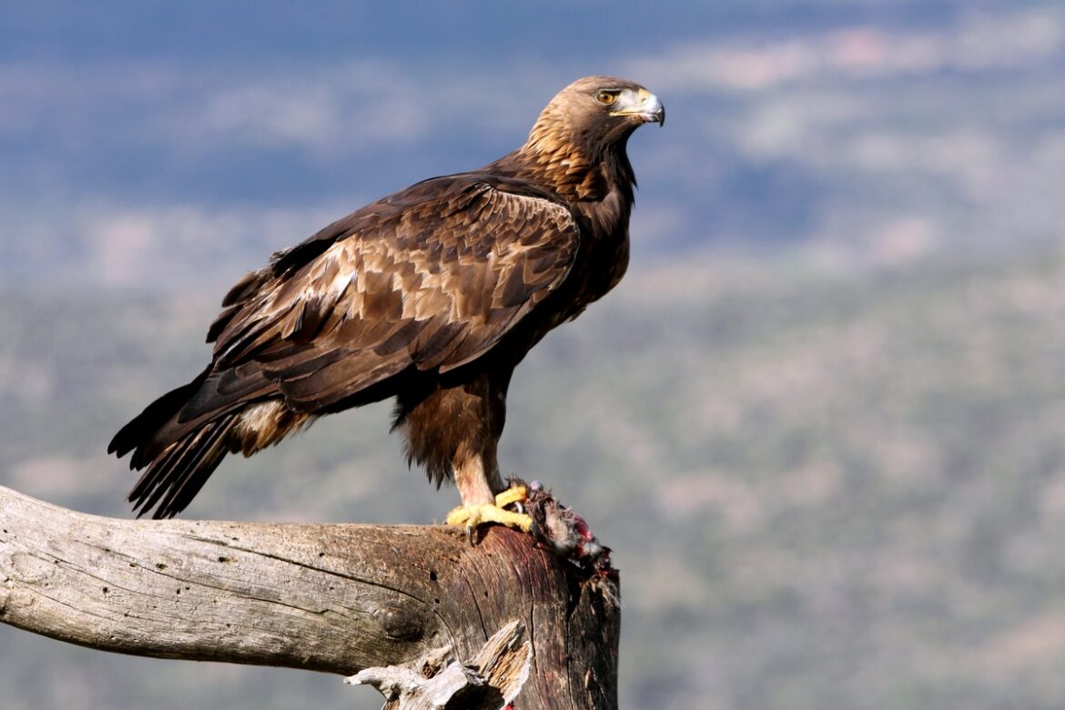 Aquila Reale Parco Sirente Velino Abruzzo