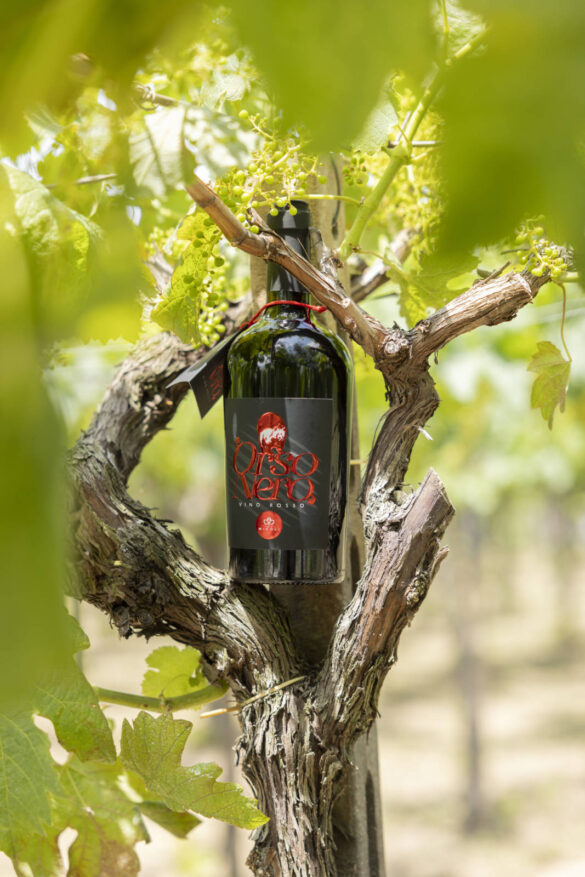 tenuta micoli vini e cantina 05