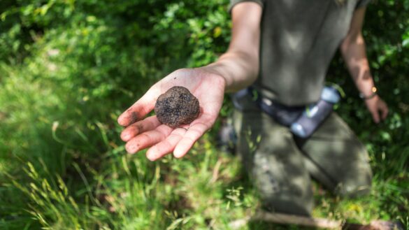 Tartufo Abruzzo